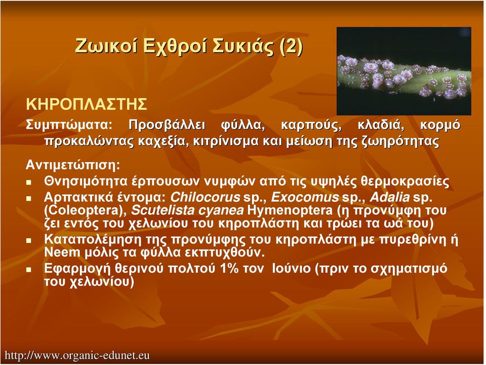 (Coleoptera), Scutelista cyanea Hymenoptera (η προνύμφητου ζει εντός του χελωνίου του κηροπλάστη και τρώει τα ωά του) Καταπολέμηση της