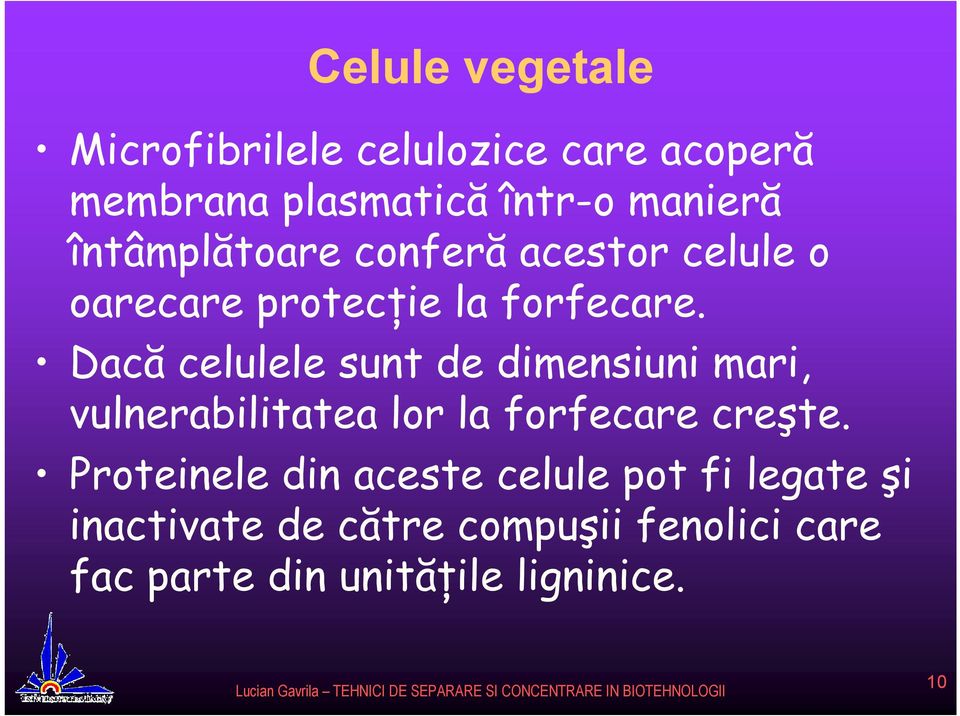 Dacă celulele sunt de dimensiuni mari, vulnerabilitatea lor la forfecare creşte.
