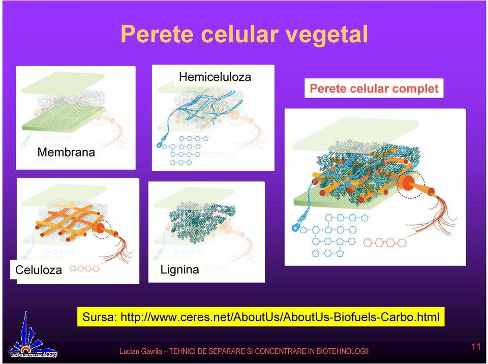 Celuloza Lignina Sursa: http://www.