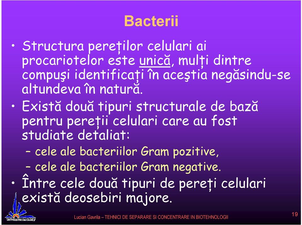 Există două tipuri structurale de bază pentru pereţii celulari care au fost studiate detaliat: