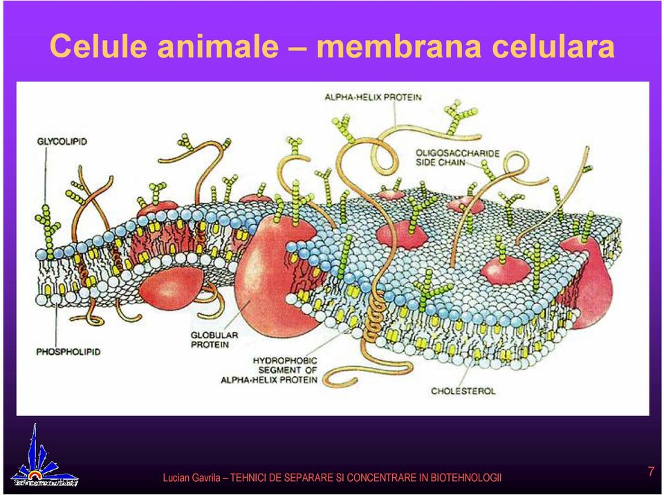 membrana