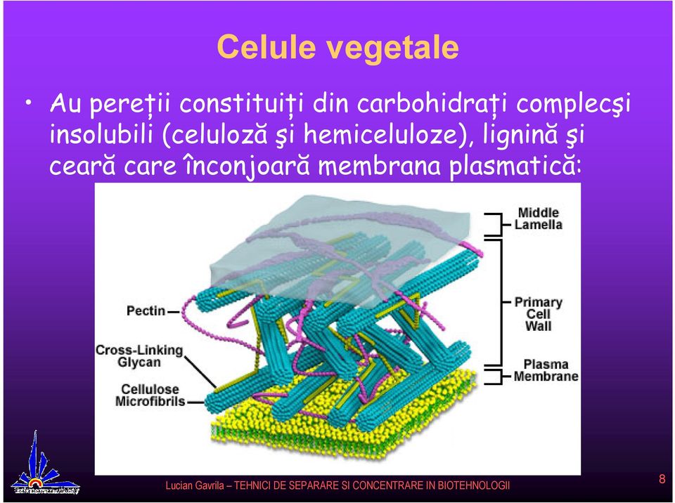 (celuloză şi hemiceluloze), lignină şi