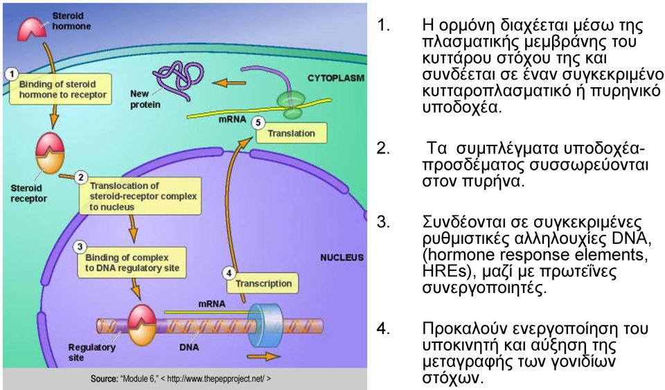 Τα συμπλέγματα υποδοχέαπροσδέματος συσσωρεύονται στον πυρήνα. 3.