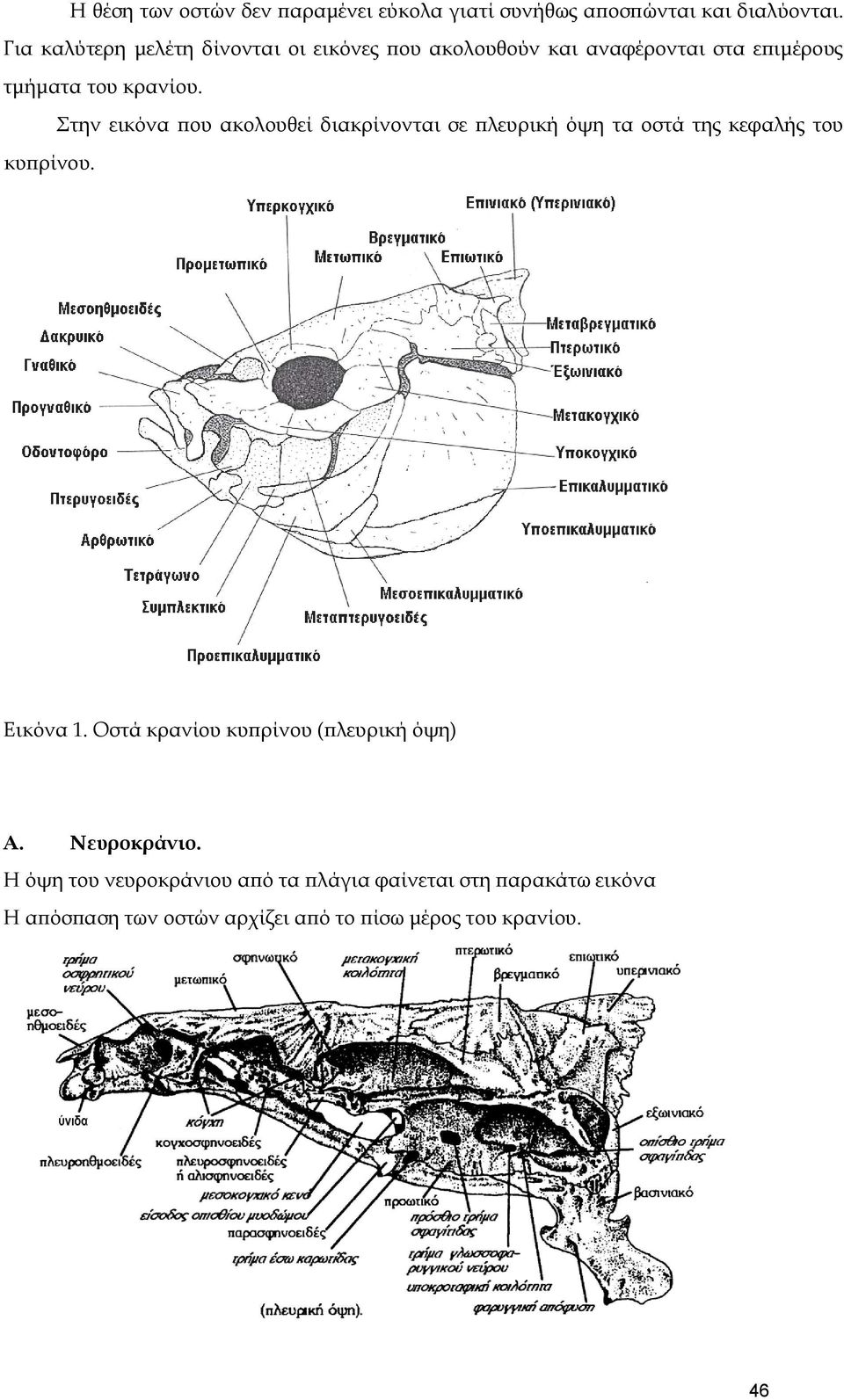 την εικόνα που ακολουθεί διακρίνονται σε πλευρική όψη τα οστά της κεφαλής του κυπρίνου. Εικόνα 1.