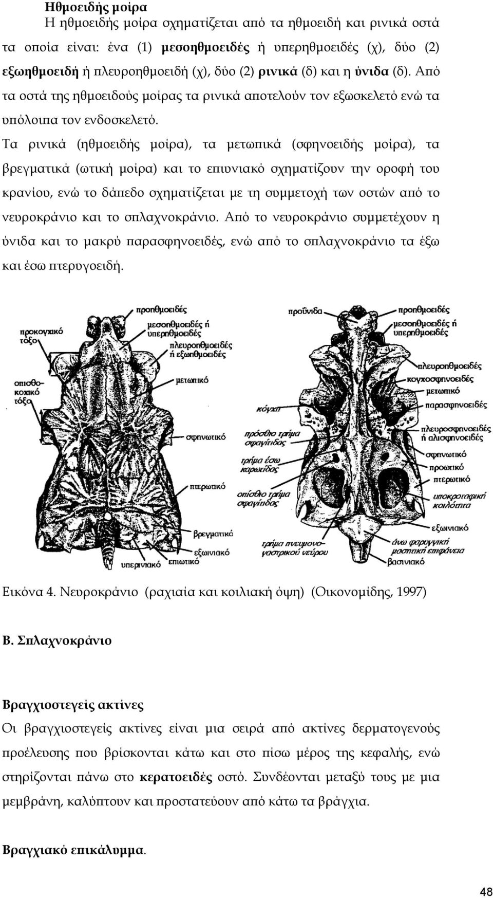 Σα ρινικά (ηθμοειδής μοίρα), τα μετωπικά (σφηνοειδής μοίρα), τα βρεγματικά (ωτική μοίρα) και το επιυνιακό σχηματίζουν την οροφή του κρανίου, ενώ το δάπεδο σχηματίζεται με τη συμμετοχή των οστών από