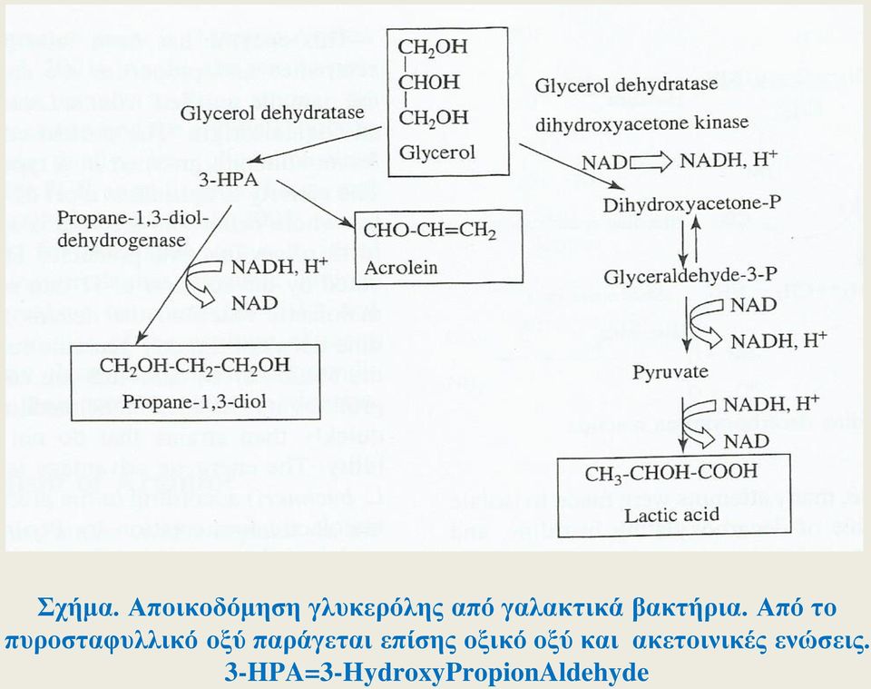 βακτήρια.