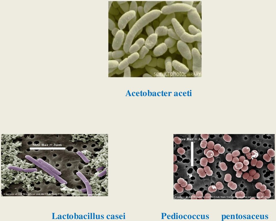 Lactobacillus