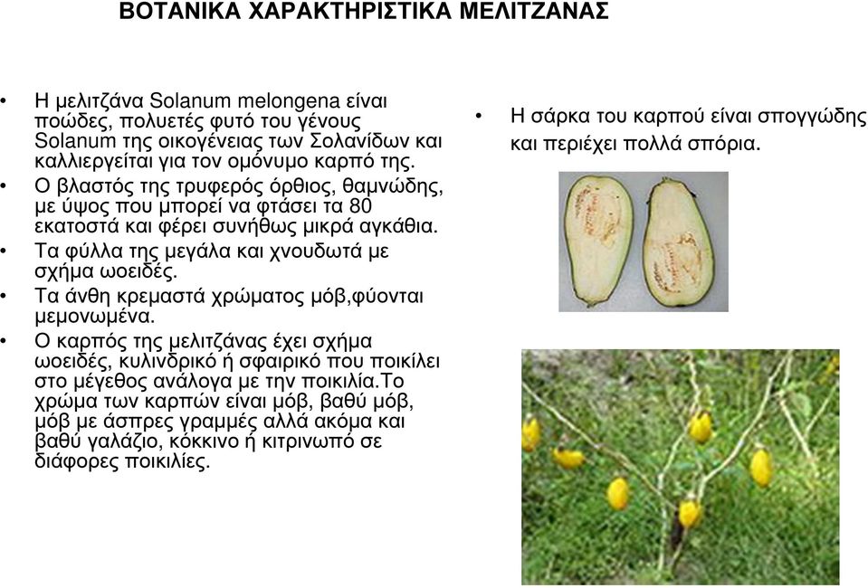 Τα άνθη κρεµαστά χρώµατος µόβ,φύονται µεµονωµένα. Ο καρπός της µελιτζάνας έχει σχήµα ωοειδές, κυλινδρικό ή σφαιρικό που ποικίλει στο µέγεθος ανάλογα µε την ποικιλία.