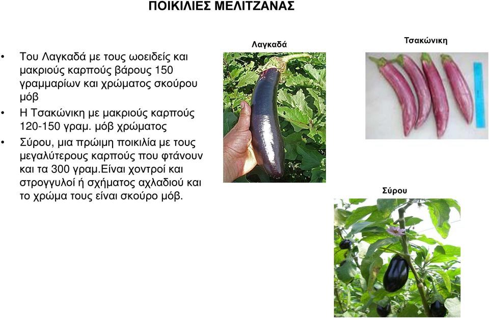 µόβ χρώµατος Σύρου, µια πρώιµη ποικιλία µε τους µεγαλύτερους καρπούς που φτάνουν και τα 300