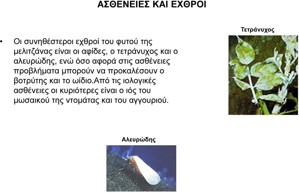 µπορούν να προκαλέσουν ο βοτρύτης και το ωίδιο.