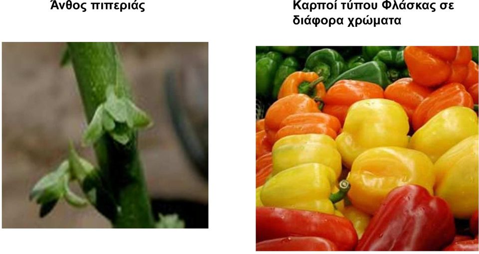 Καρποί τύπου