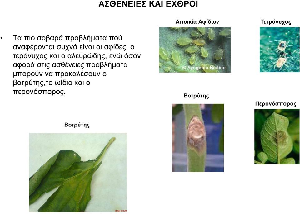 ασθένειες προβλήµατα µπορούν να προκαλέσουν ο βοτρύτης,το ωίδιο και