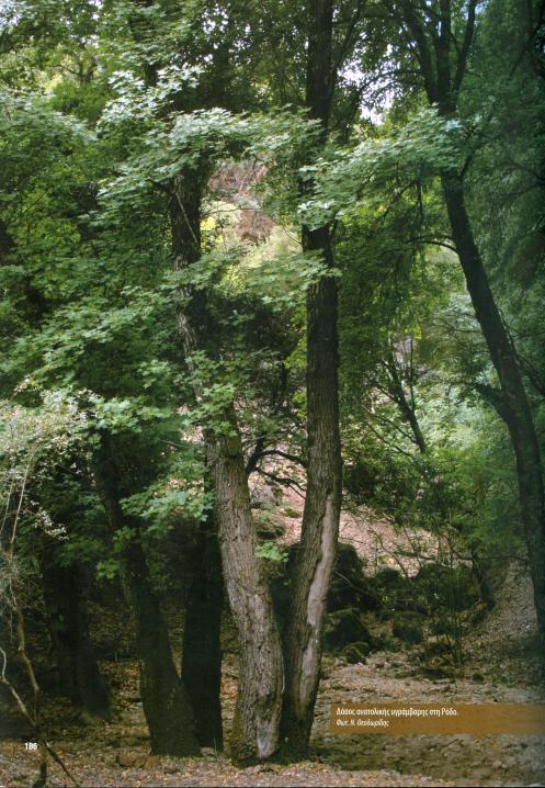 au/living-collection/trees/treedescriptions/forests-and-trees/forest-72 http://www.