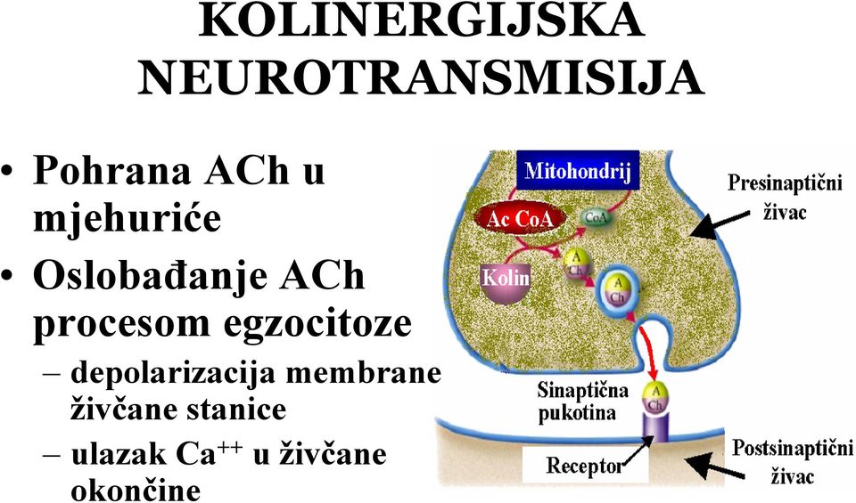 egzocitoze depolarizacija membrane