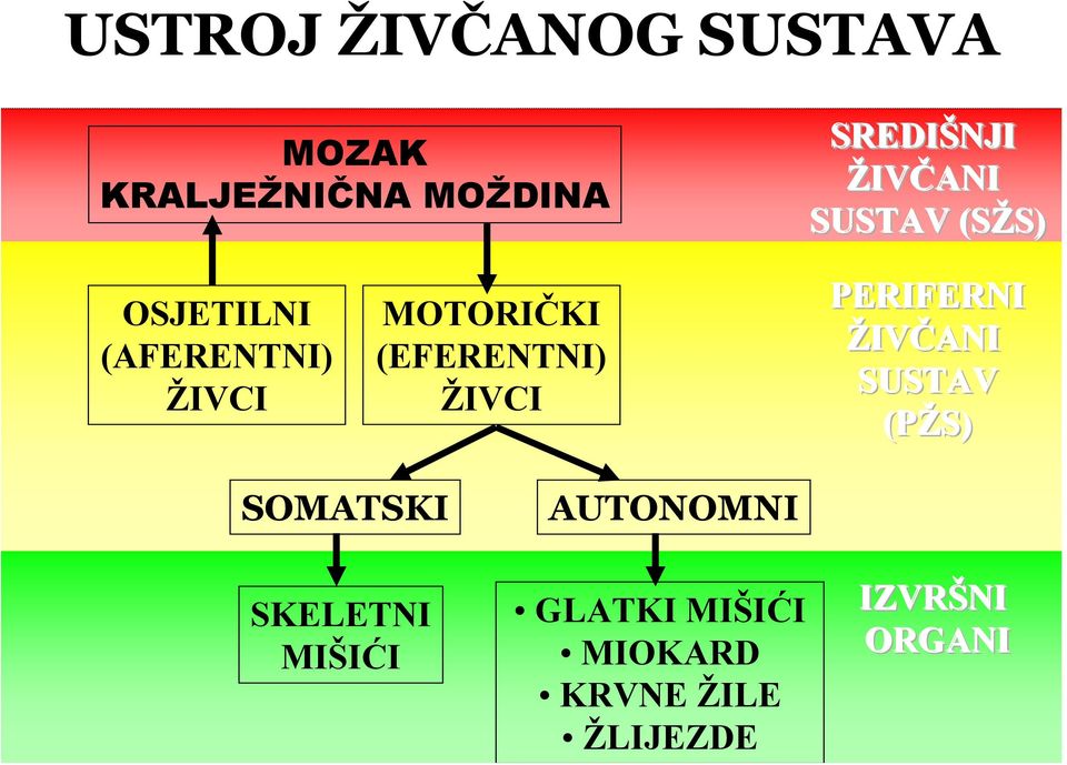 (EFERENTNI) ŽIVCI PERIFERNI ŽIV IVČANI SUSTAV (PŽS) SOMATSKI