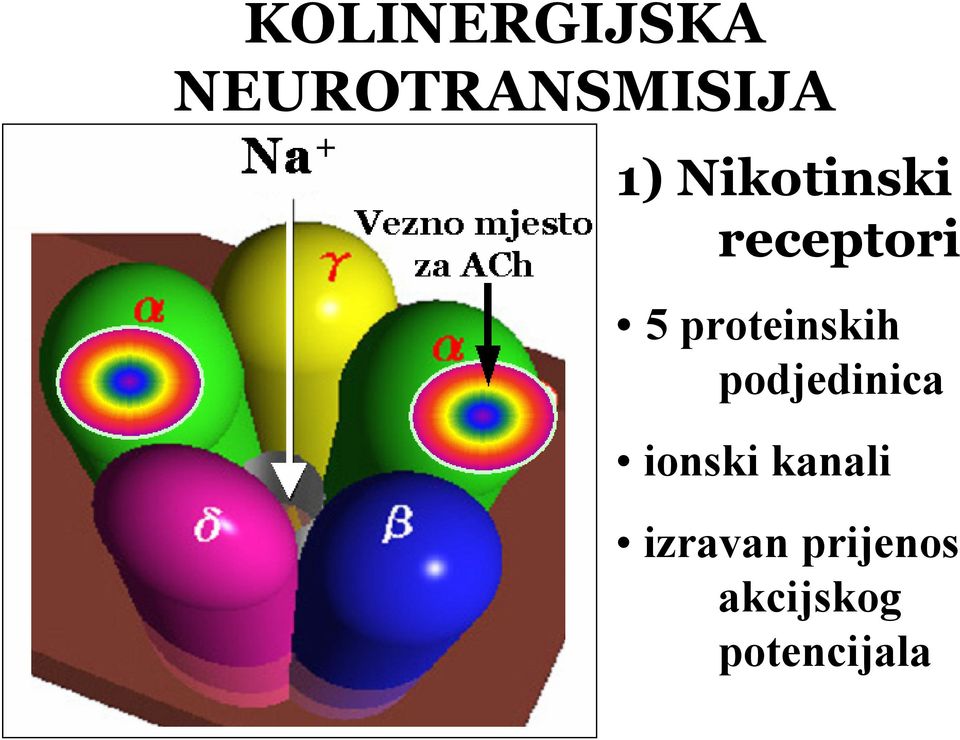 podjedinica ionski kanali