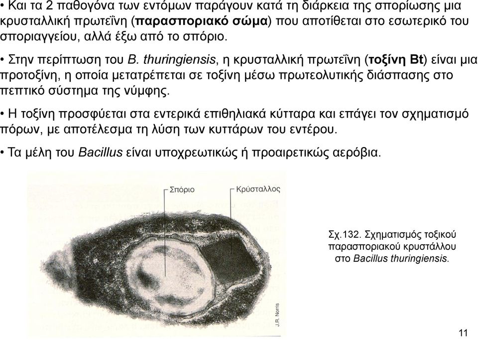 thuringiensis, η κρυσταλλική πρωτεΐνη (τοξίνη Bt) είναι μια προτοξίνη, η οποία μετατρέπεται σε τοξίνη μέσω πρωτεολυτικής διάσπασης στο πεπτικό σύστημα της νύμφης.
