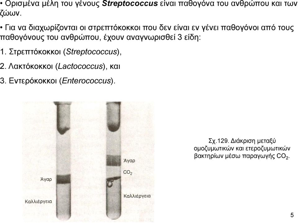 ανθρώπου, έχουν αναγνωρισθεί 3 είδη: 1. Στρεπτόκοκκοι (Streptococcus), 2.