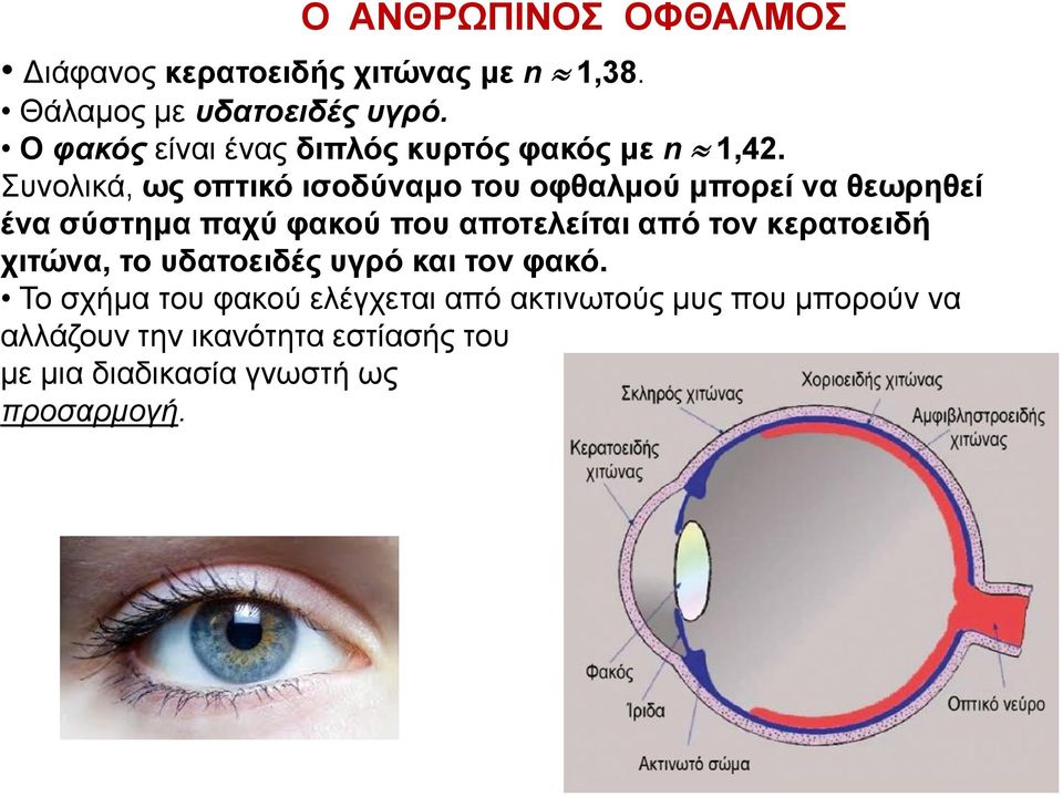 Συνολικά, ως οπτικό ισοδύναμο του οφθαλμού μπορεί να θεωρηθεί ένα σύστημα παχύ φακού που αποτελείται από τον