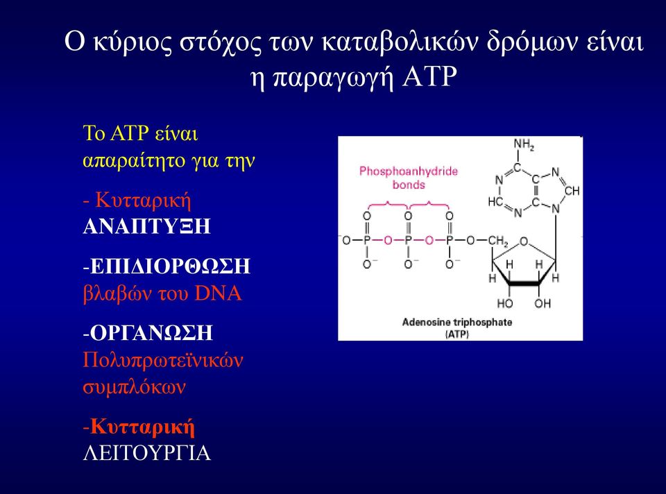 Κυτταρική ANAΠΤΥΞΗ -ΕΠΙΔΙΟΡΘΩΣΗ βλαβών του DNA