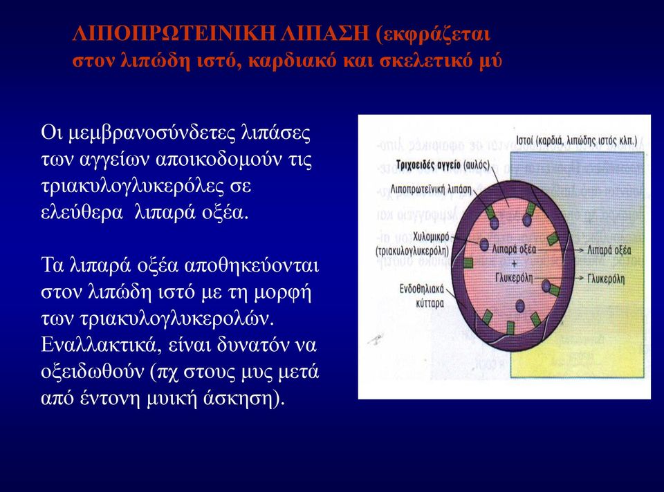 λιπαρά οξέα.