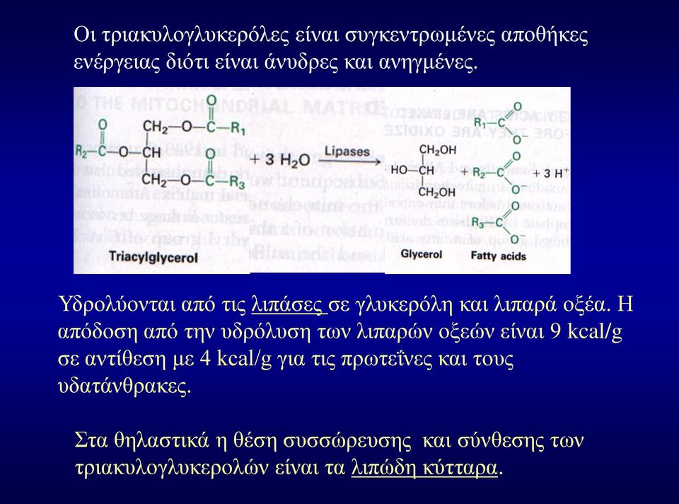 Η απόδοση από την υδρόλυση των λιπαρών οξεών είναι 9 kcal/g σε αντίθεση με 4 kcal/g για τις