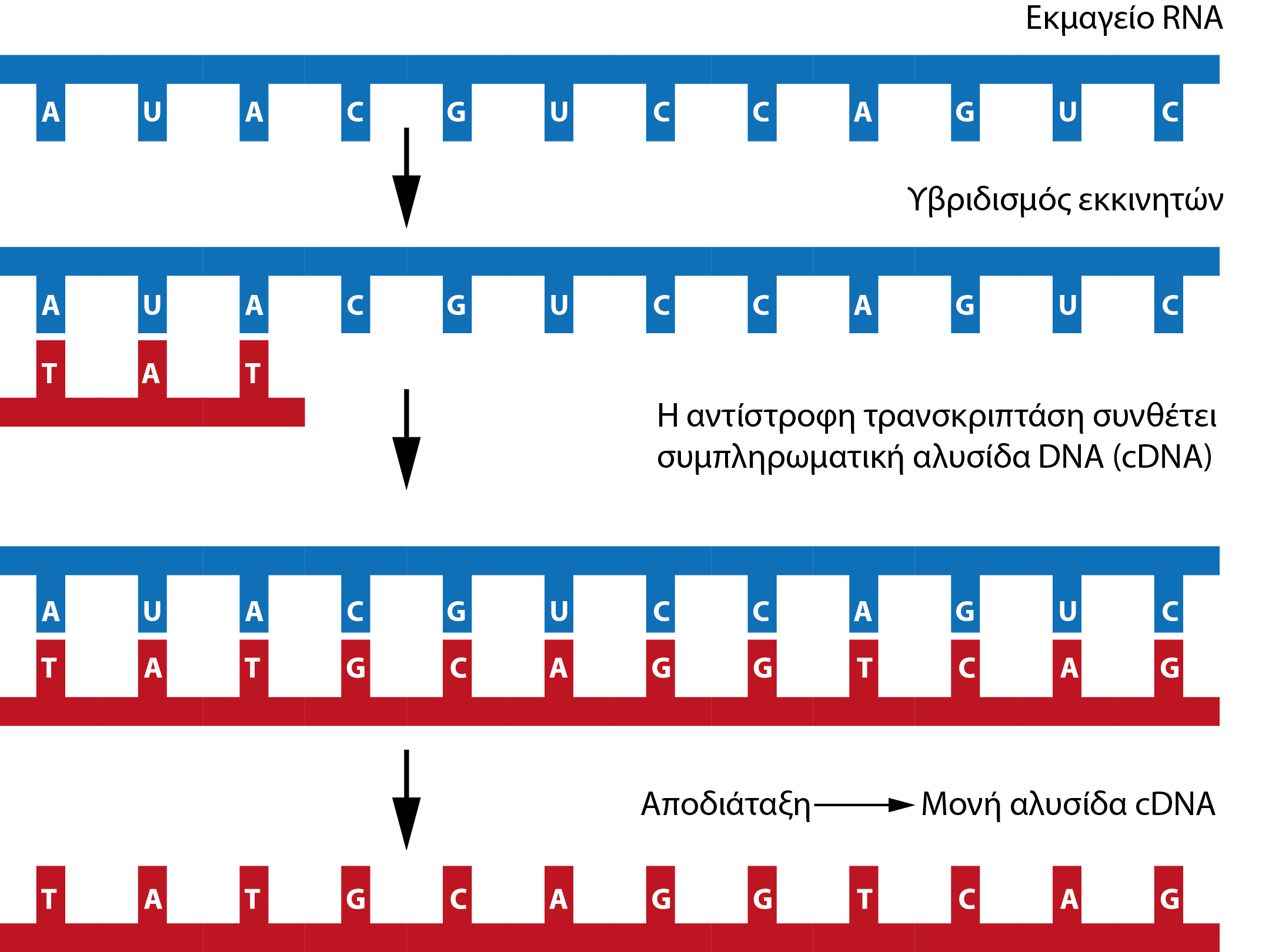 ΕΡΓΑΣΤΗΡΙΑΚΕΣ ΑΣΚΗΣΕΙΣ ΓΕΝΕΤΙΚΗΣ ΤΟΥ ΑΝΘΡΩΠΟΥ Εικόνα 7.8 Τα στάδια σύνθεσης του cdna. Στο μόριο RNA υβριδίζονται οι εκκινητές και η αντίστροφη μεταγραφάση συνθέτει τη συμπληρωματική αλυσίδα DNA.