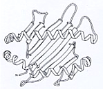 Η