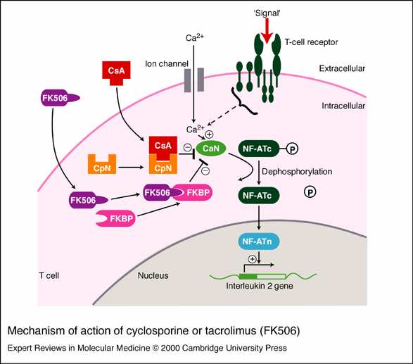 cyclosporine Tacrolimus enzyme calcineurin cyclophylin FK506-binding protein nuclear factor of activated T cells initiates IL-2 production T cells do not produce IL-2, which is necessary for full