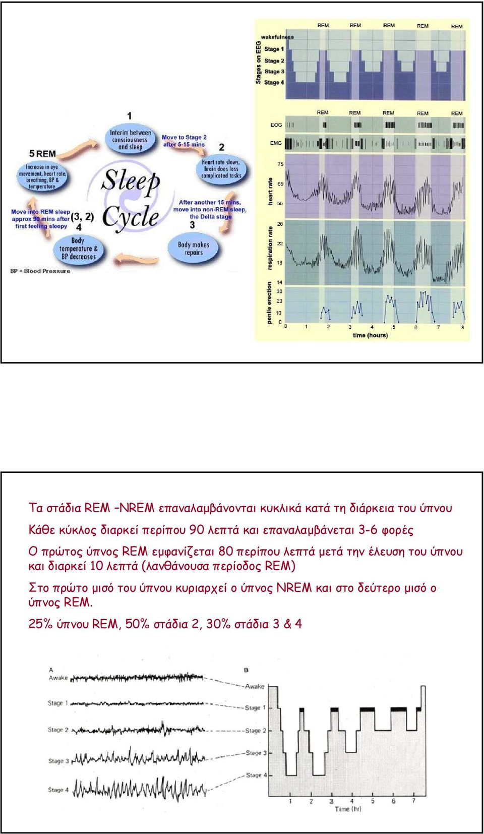 µετά την έλευση του ύπνου και διαρκεί 10 λεπτά (λανθάνουσα περίοδος REM) Στο πρώτο µισό του