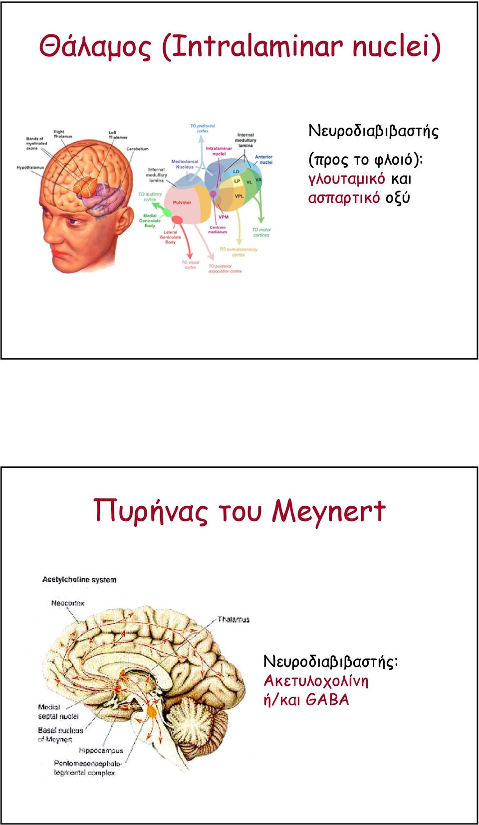 γλουταµικό και ασπαρτικό οξύ Πυρήνας