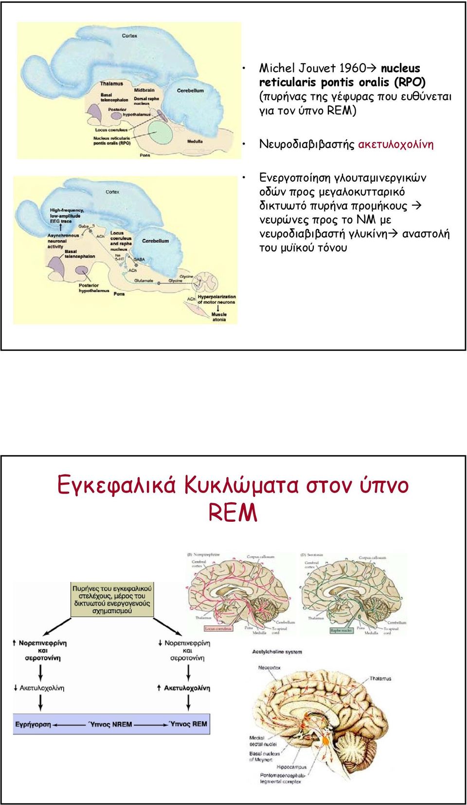 γλουταµινεργικών οδών προς µεγαλοκυτταρικό δικτυωτό πυρήνα προµήκους νευρώνες προς