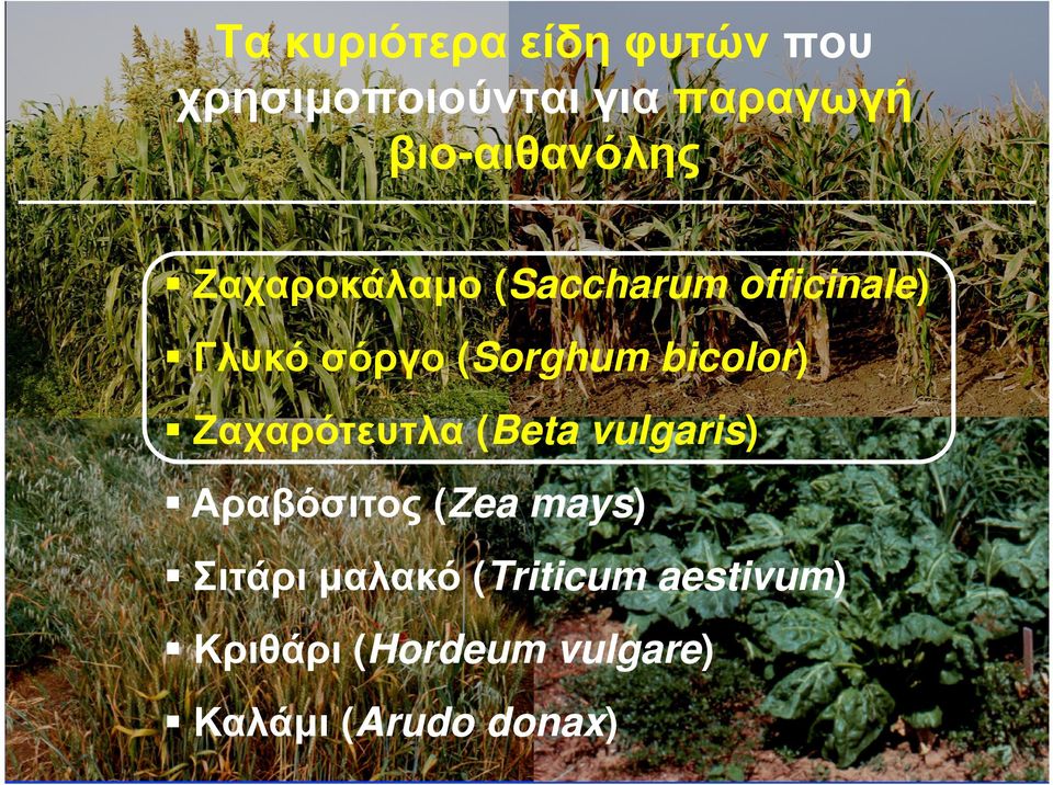 (Sorghum bicolor) Ζαχαρότευτλα (Beta vulgaris) Αραβόσιτος (Zea