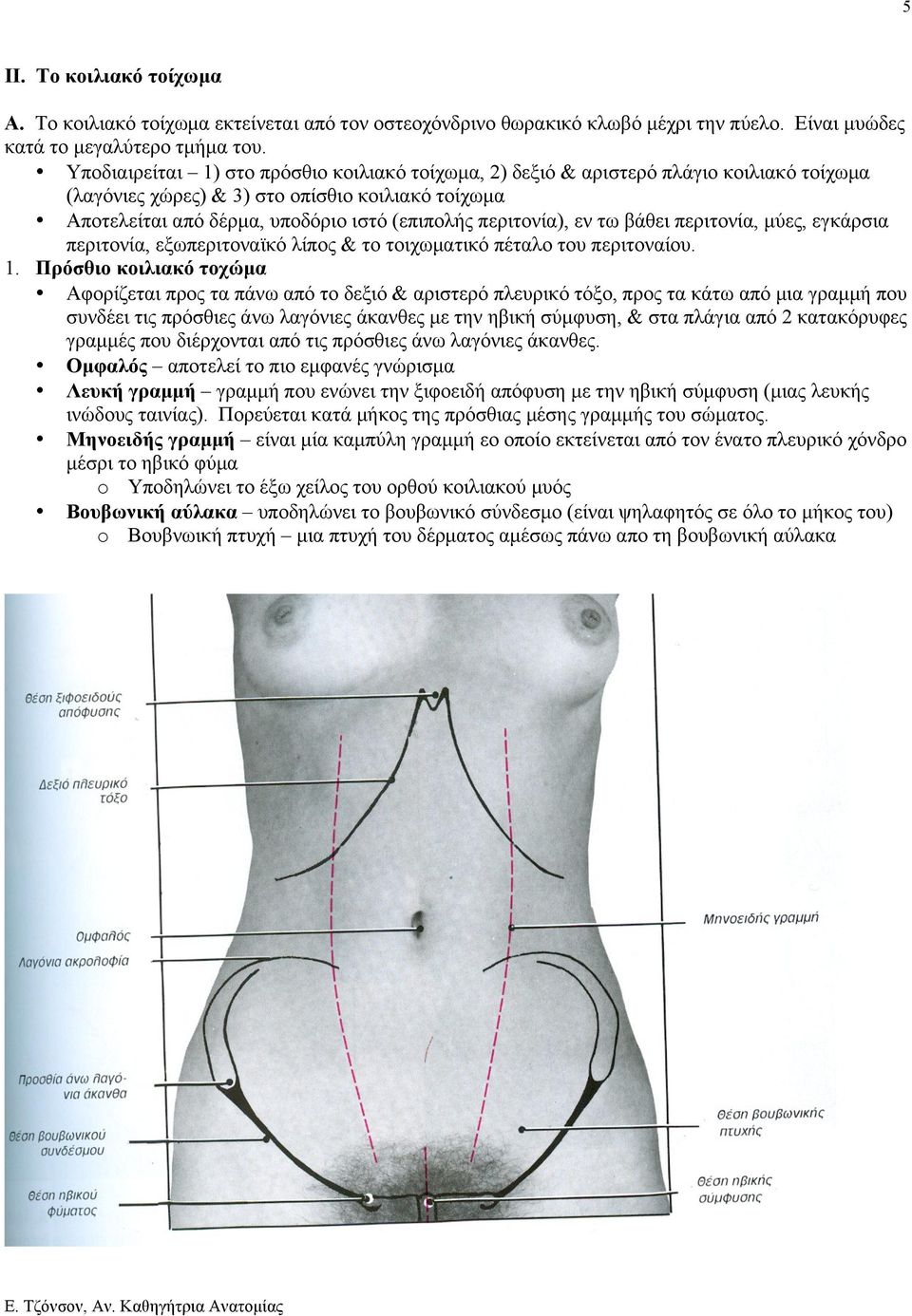 περιτονία), εν τω βάθει περιτονία, µύες, εγκάρσια περιτονία, εξωπεριτοναϊκό λίπος & το τοιχωµατικό πέταλο του περιτοναίου. 1.