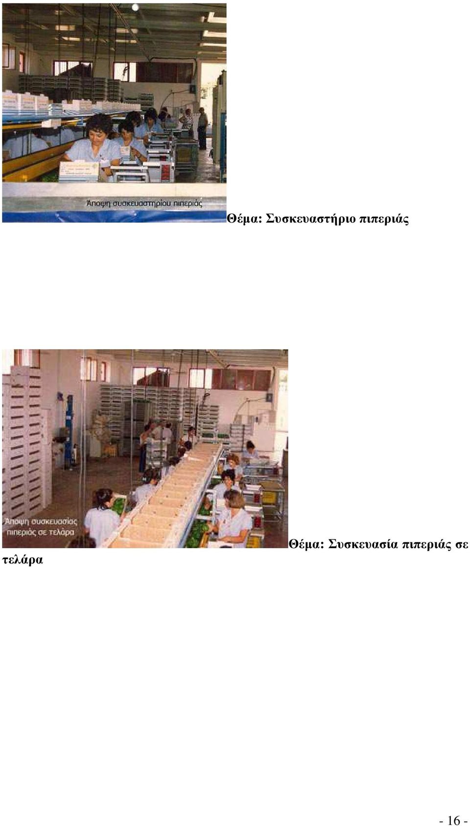 πιπεριάς τελάρα 