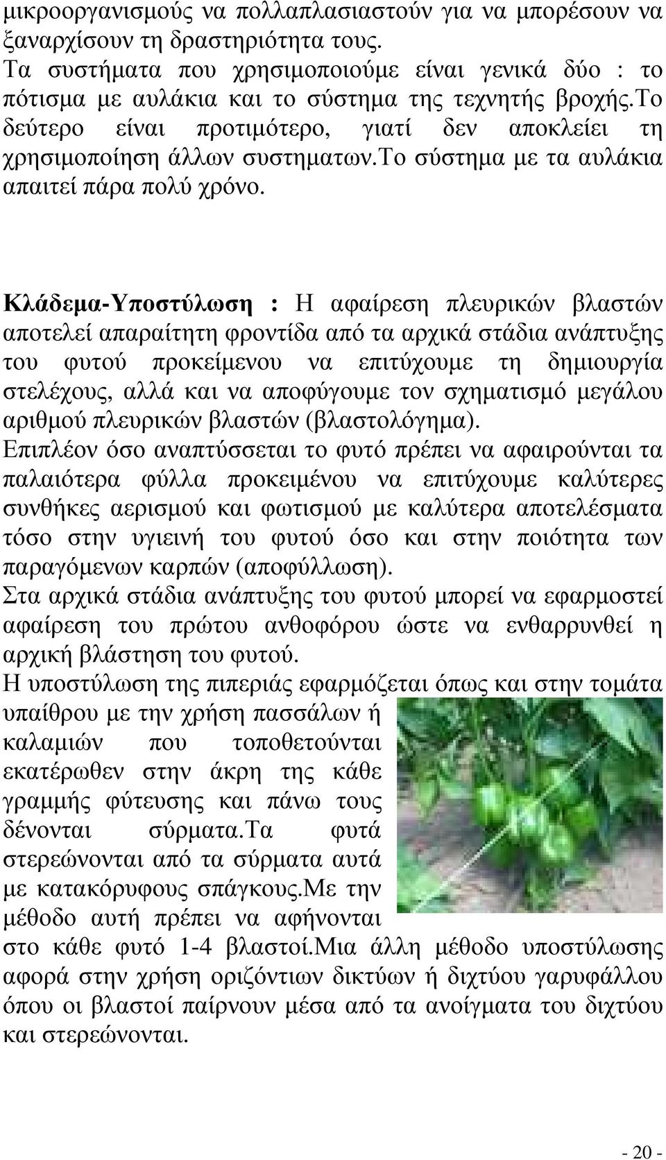 Κλάδεµα-Υποστύλωση : Η αφαίρεση πλευρικών βλαστών αποτελεί απαραίτητη φροντίδα από τα αρχικά στάδια ανάπτυξης του φυτού προκείµενου να επιτύχουµε τη δηµιουργία στελέχους, αλλά και να αποφύγουµε τον