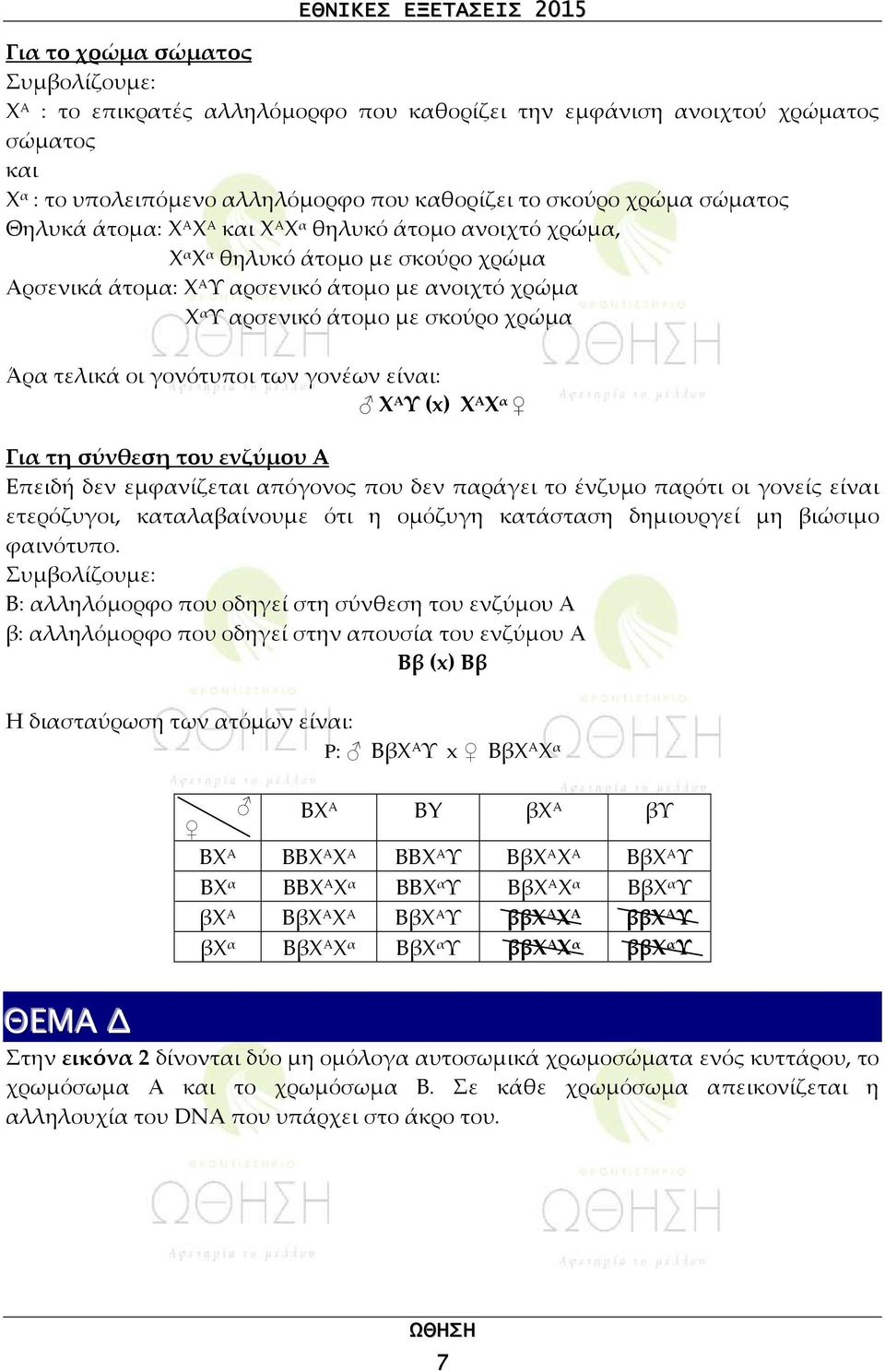 τελικά οι γονότυποι των γονέων είναι: Χ Α Υ (x) Χ Α Χ α Για τη σύνθεση του ενζύμου Α Επειδή δεν εμφανίζεται απόγονος που δεν παράγει το ένζυμο παρότι οι γονείς είναι ετερόζυγοι, καταλαβαίνουμε ότι η