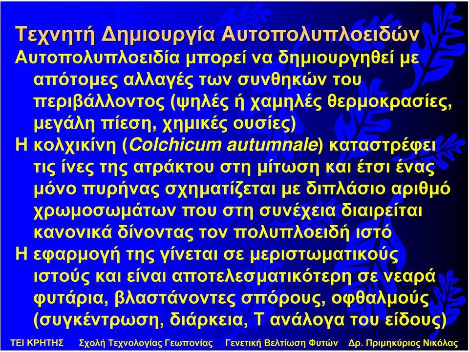 πυρήνας σχηµατίζεται µε διπλάσιο αριθµό χρωµοσωµάτων που στη συνέχεια διαιρείται κανονικά δίνοντας τον πολυπλοειδή ιστό Η εφαρµογή της γίνεται