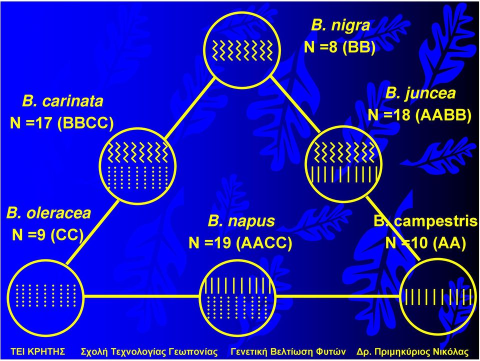 juncea N =18 (AABB) B.