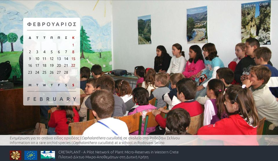 Information on a rare orchid species (Cephalanthera cucullata) at a school in Rodovani Selino