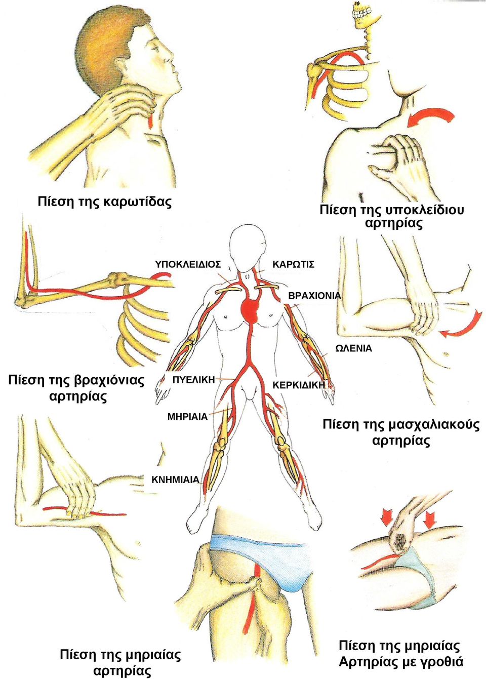 ΜΗΡΙΑΙΑ ΚΕΡΚΙΔΙΚΗ Πίεση της μασχαλιακούς αρτηρίας ΚΝΗΜΙΑΙΑ