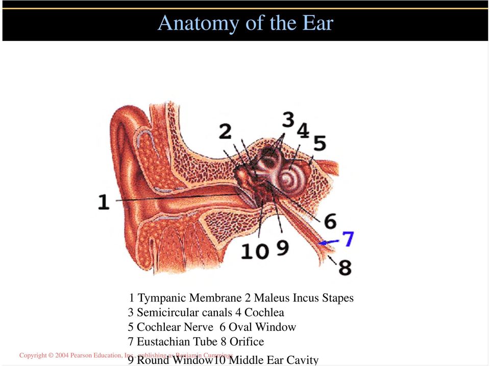 Cochlea 5 Cochlear Nerve 6 Oval Window 7