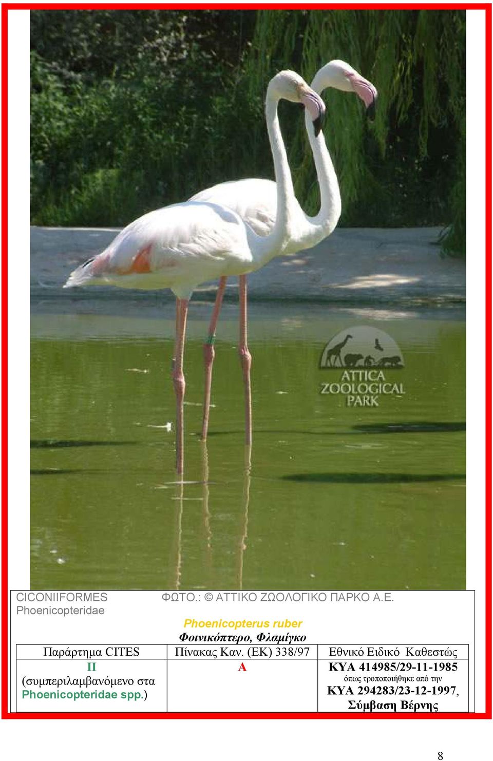 Phoenicopterus ruber Φοινικόπτερο,