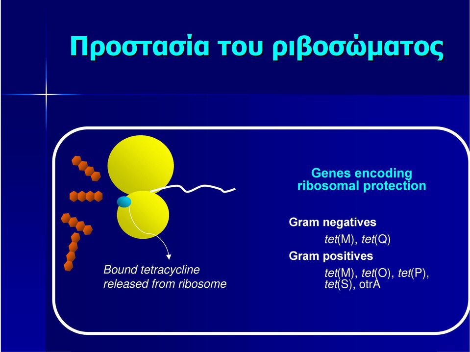 released from ribosome Gram negatives tet(m),