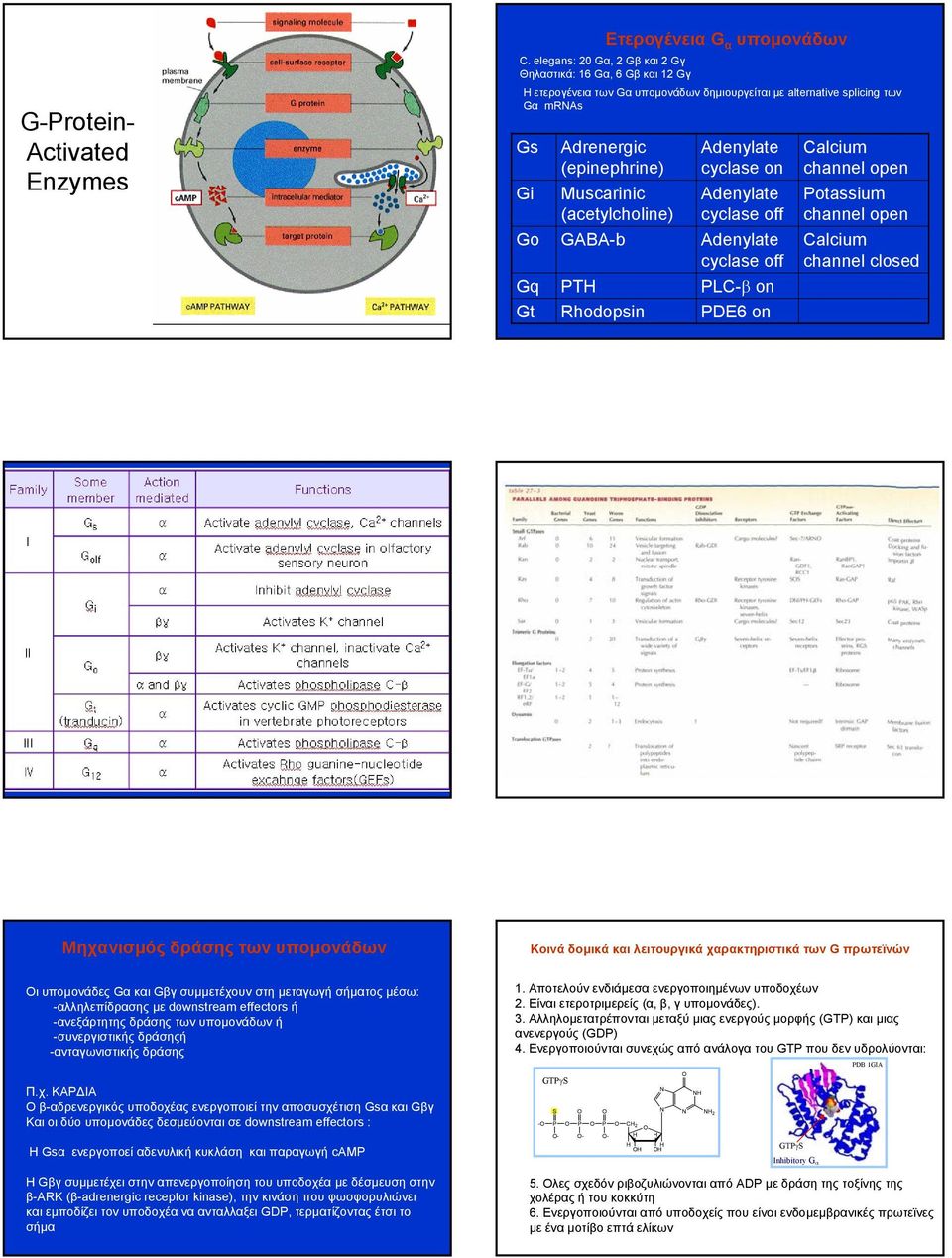 (acetylcholine) GABA-b PTH Rhodopsin Adenylate cyclase on Adenylate cyclase off Adenylate cyclase off PLC-β on PDE6 on Calcium channel open Potassium channel open Calcium channel closed Mηχανισµός