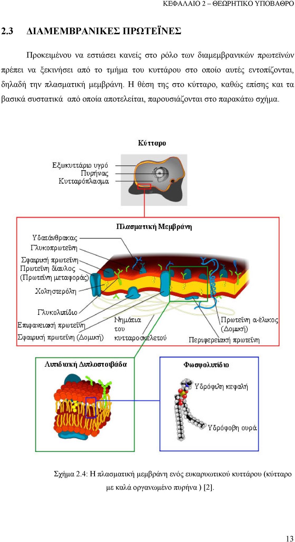 ξεκινήσει από το τμήμα του κυττάρου στο οποίο αυτές εντοπίζονται, δηλαδή την πλασματική μεμβράνη.