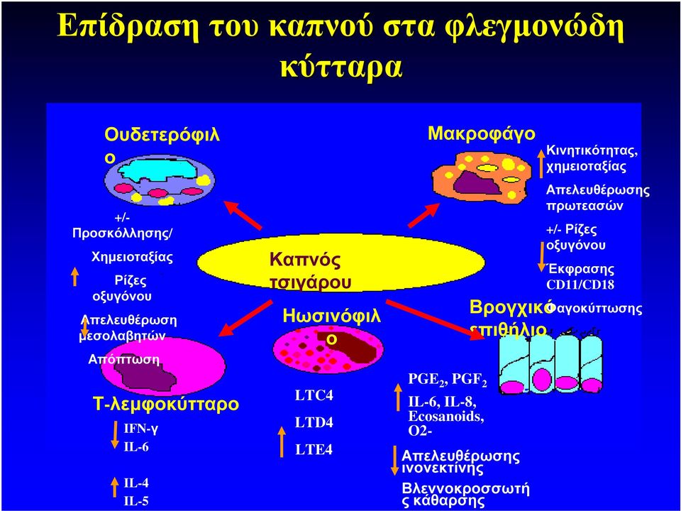 LTE4 Μακροφάγο PGE 2, PGF 2 IL-6, IL-8, Ecosanoids, O2- Βρογχικό επιθήλιο Απελευθέρωσης ινονεκτίνης