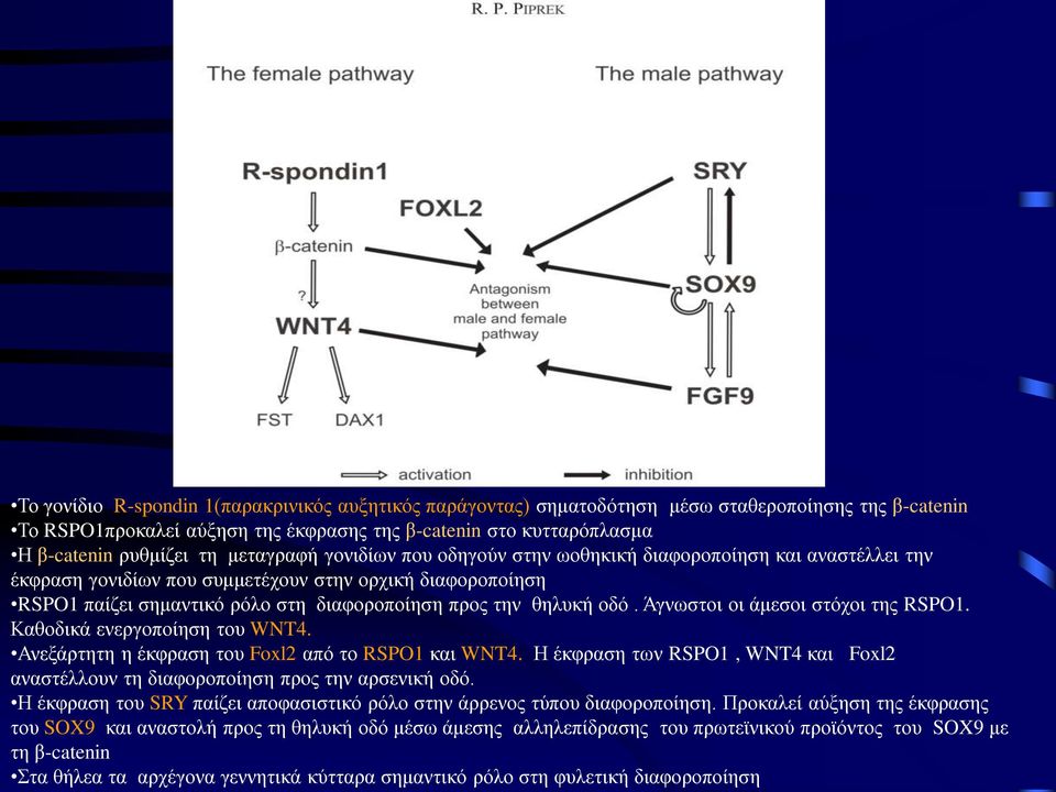 οδό. Άγνωστοι οι άμεσοι στόχοι της RSPO1. Καθοδικά ενεργοποίηση του WNT4. Ανεξάρτητη η έκφραση του Foxl2 από το RSPO1 και WNT4.