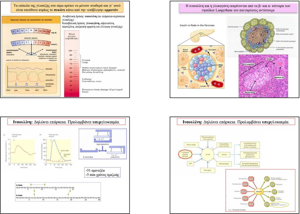 έλλειψη γλυκόζης) Η ινσουλίνη και η γλυκαγόνη εκκρίνονται από τα β- και α- κύτταρα των νησιδίων Langerhans του πανγκρέατος αντίστοιχα