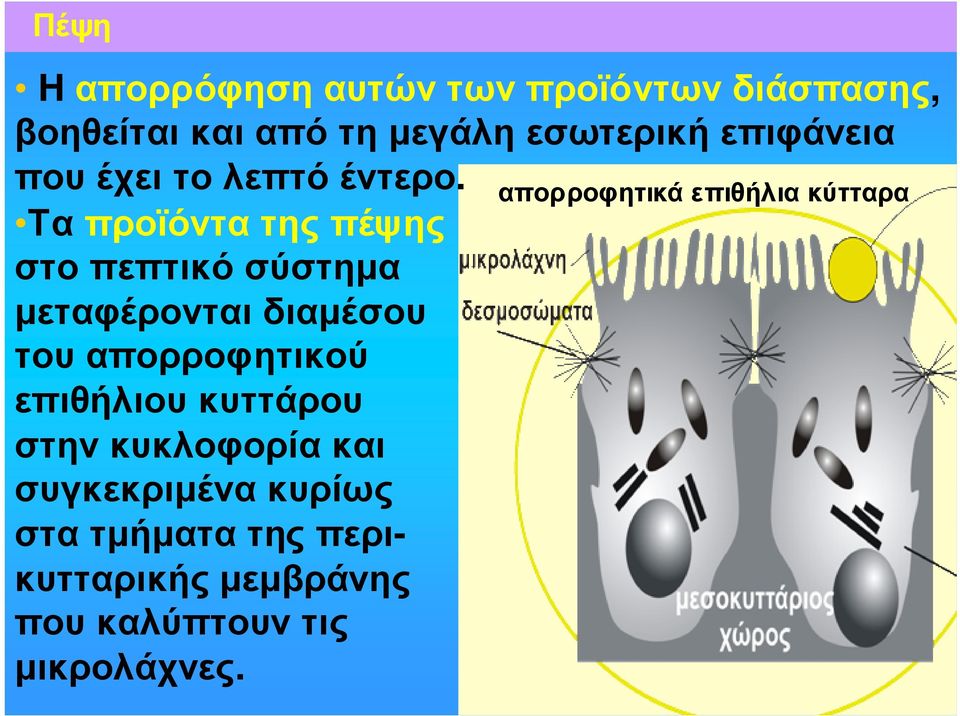 απορροφητικά επιθήλια κύτταρα Τα προϊόντα της πέψης στο πεπτικό σύστηµα µεταφέρονται